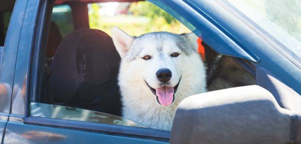 Car window open