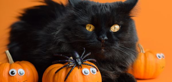 Cat Catching Spider 