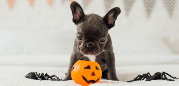 Cute dog looking at Halloween decoration