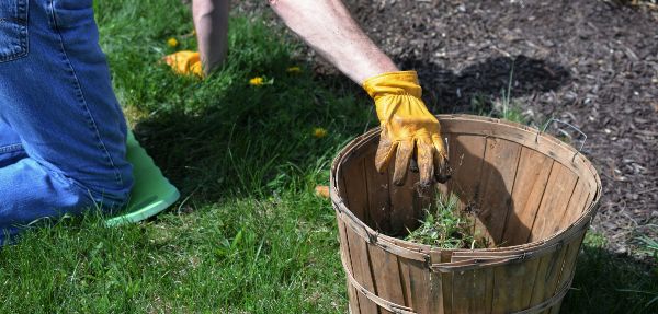 Digging up weeds