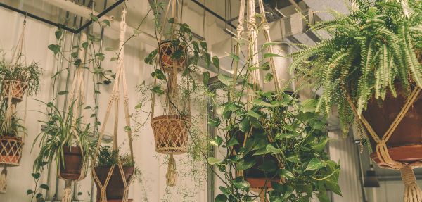 Hanging plants 