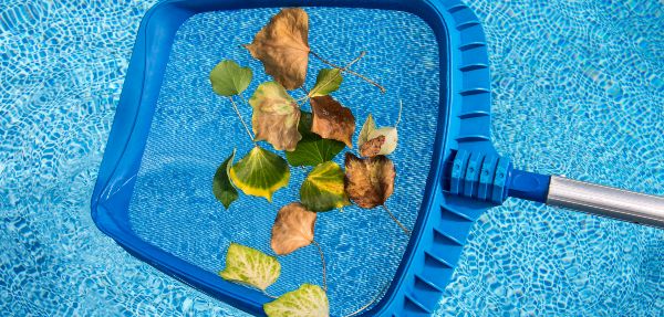 Cleaning leaves from the swimming pool