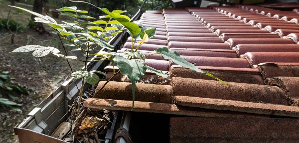 Roof gutter with leaves and plants growing in it.