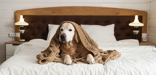 Golden retriever dog under plaid on the bed in rustic wooden white Scandinavian-style cabin bedroom. 