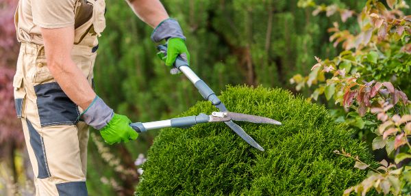 Male Gardener Taking Care of Shrubs Appearance Using Professional Garden Scissors