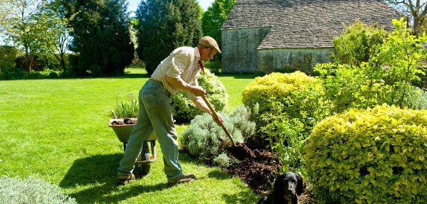 A man gardening, using a fork to add mulch and fertiliser to soil around mature shrubs.