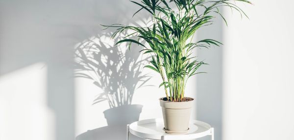 Houseplant on a small table.