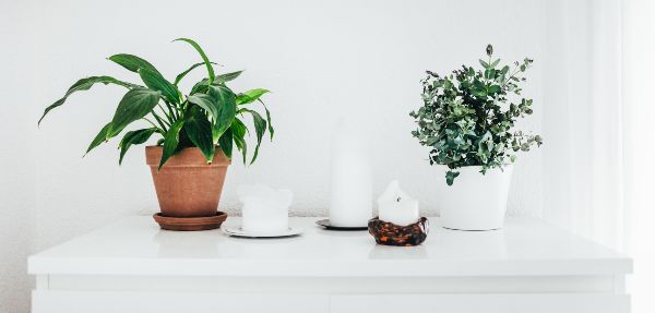 Indoor Plants on White Sideboard with White Candles. Eucalyptus Growing in White Flower Pot.