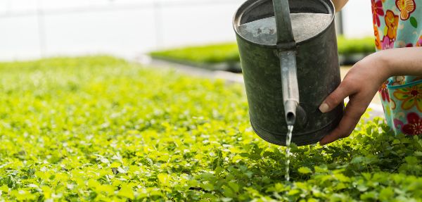 Young female gardener watering plants in nursery