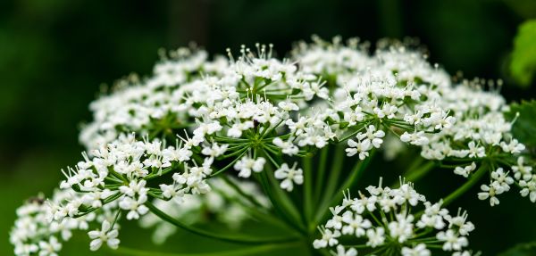 Close-up of a perennial plant.