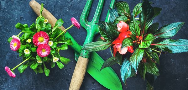 Blooming spring flower pot, garden scoop and rake.