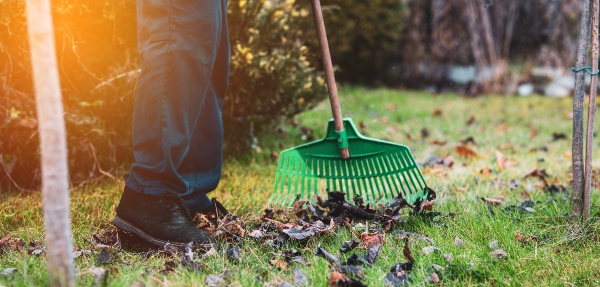 Close-up shot of a person raking leaves