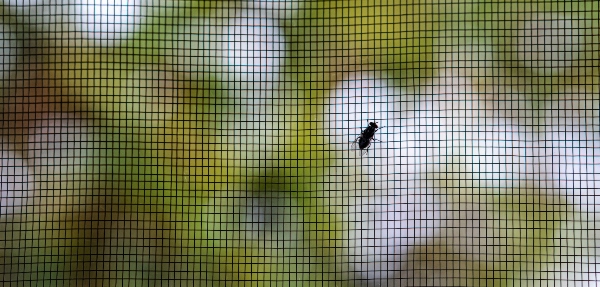 Fly on a window screen