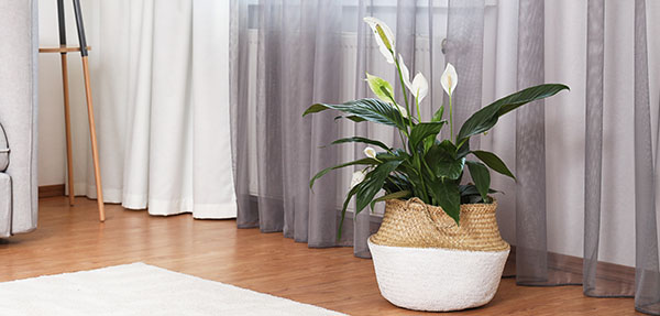 Indoor plant on a wooden floor with grey curtains behind it