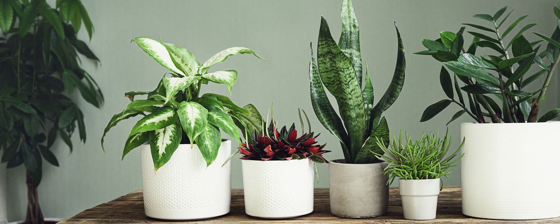 A variety of house plants on a wooden table; indoor garden concept.