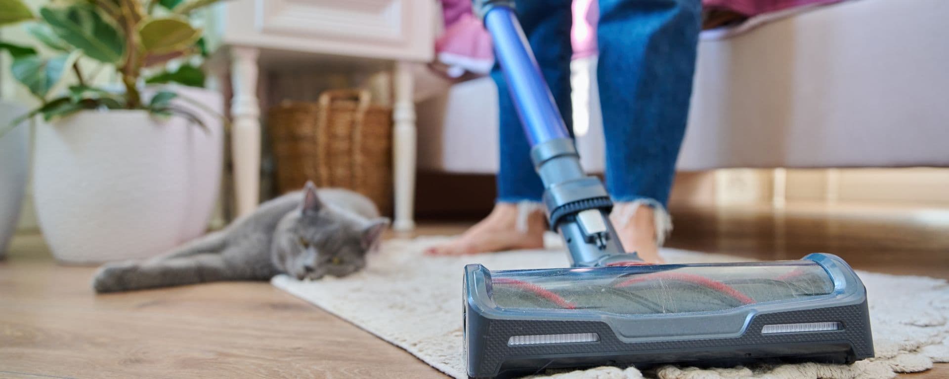 Person vacuuming their carpet with their cat lying in the background.