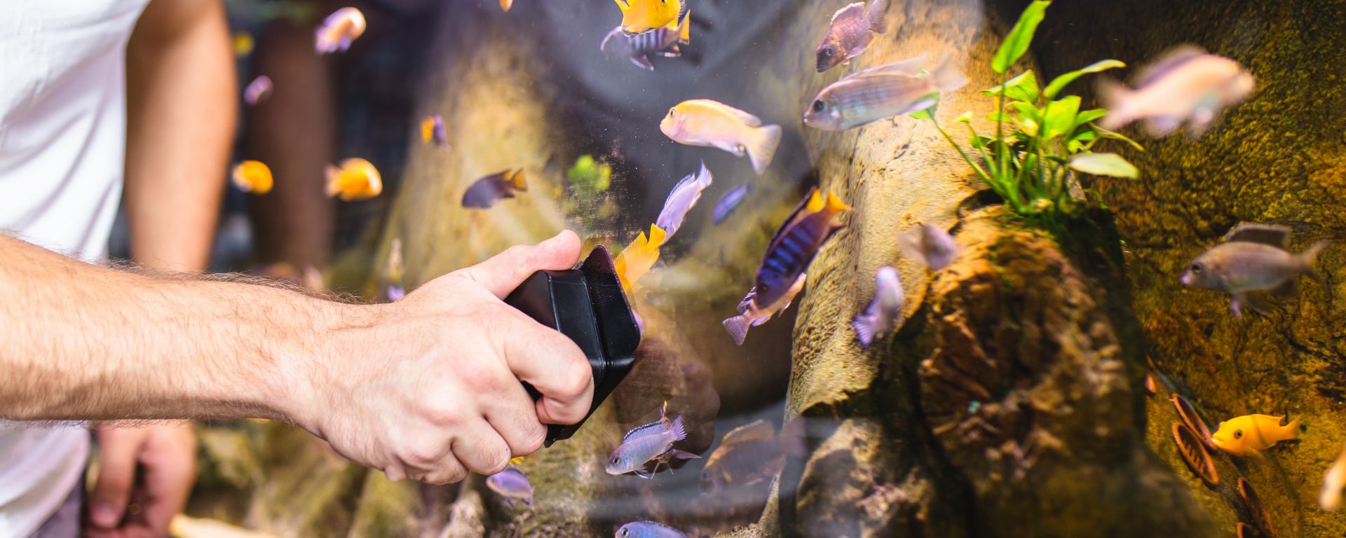 How to clean a fish tank