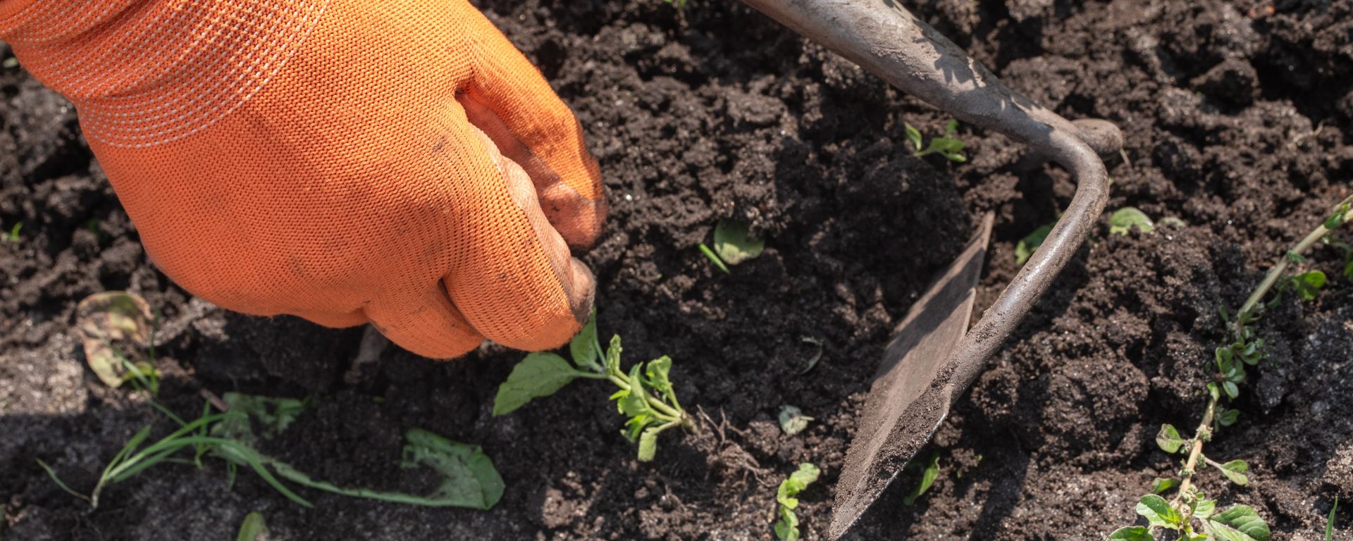 10 Tips For Getting Rid Of Weeds In Your Garden