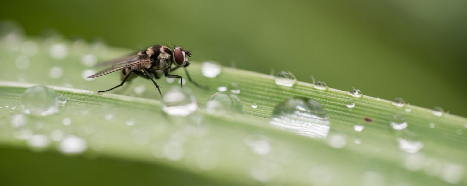 5 Ways To Kill Fruit Flies Sweepsouth