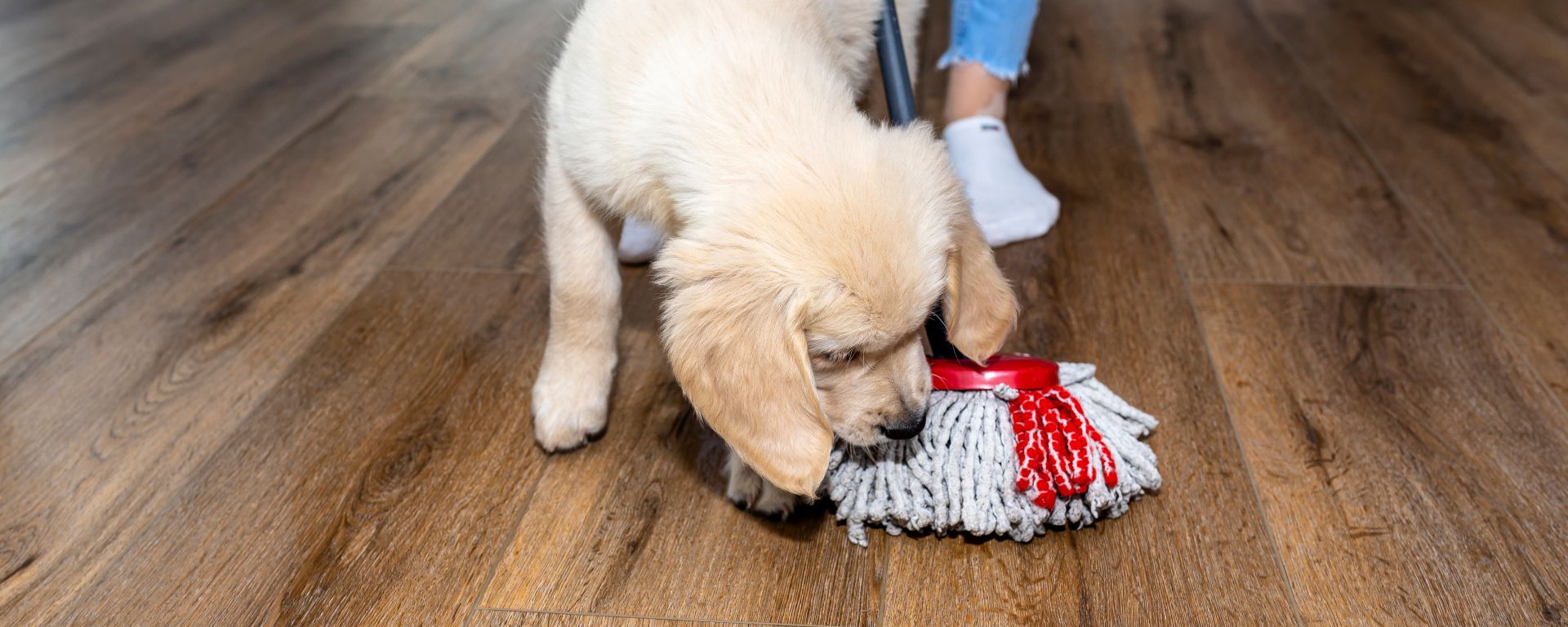 Pet-Friendly Cleaning: How to Keep Your Home Clean with Pets