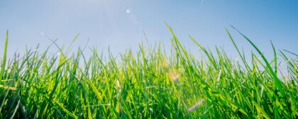 Green lawn grass close up against the sky.