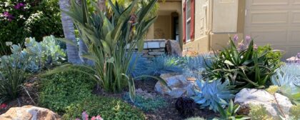 A beautiful garden of drought-tolerant plants