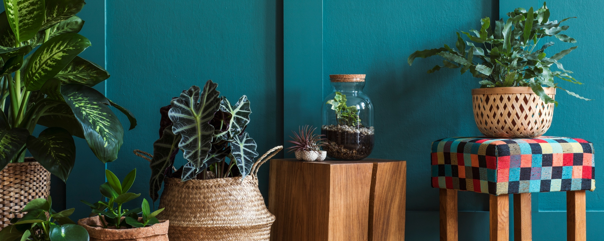 Assortment of indoor plants in front of a dark blue wall