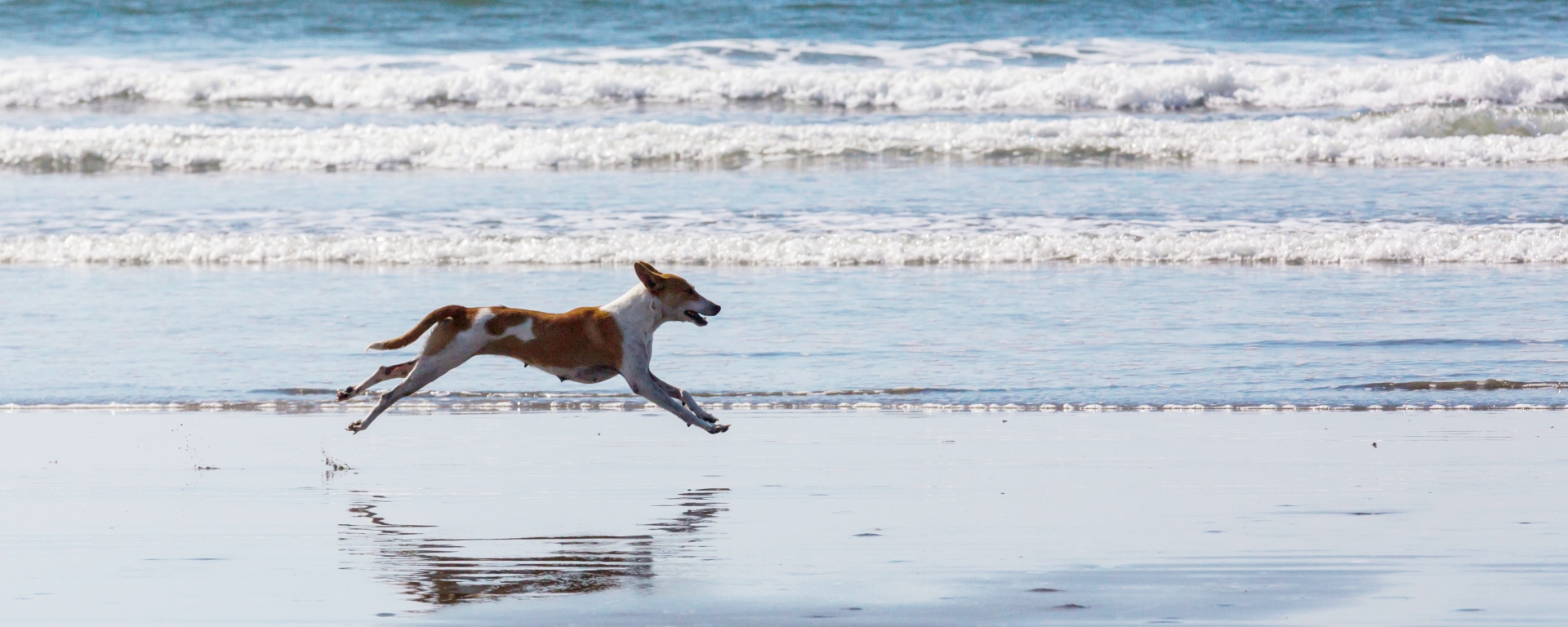 How to Keep Your Dog Safe at the Beach