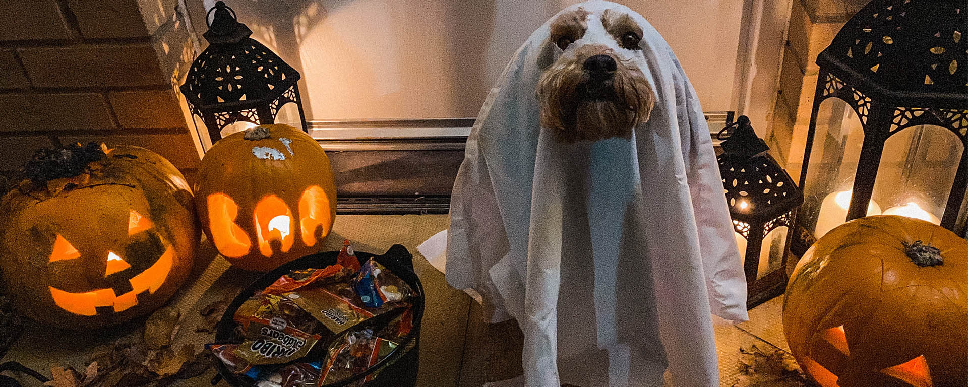 Safe Cleaning Tips: Keeping Pets in Mind during Halloween