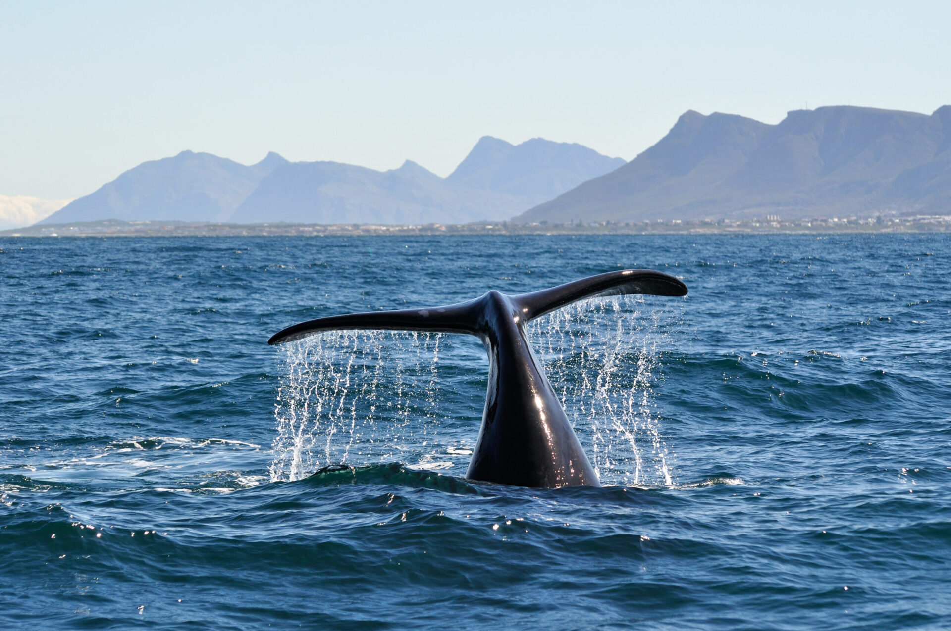 The Hermanus Eco-Marine Whale Festival 2024