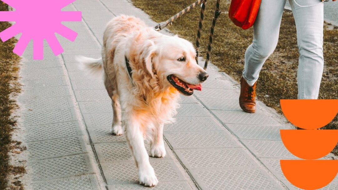 benefits of dog walking
