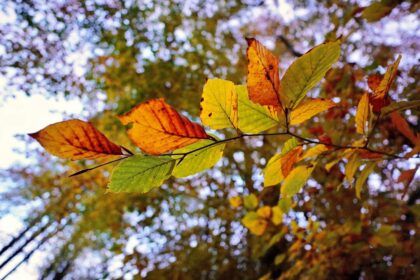autumn allergy home tips