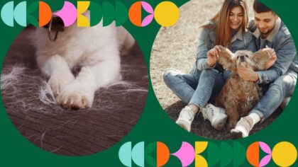 quick pet hair cleaning tips