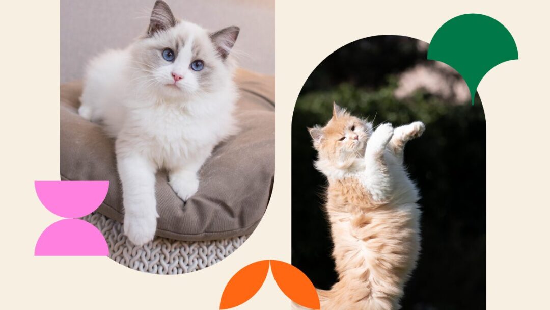 cleaning tips for cat owners