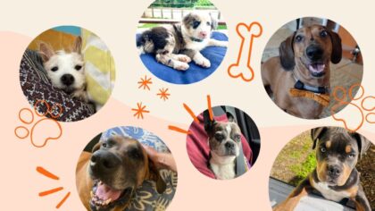 pups of Sweepsouth