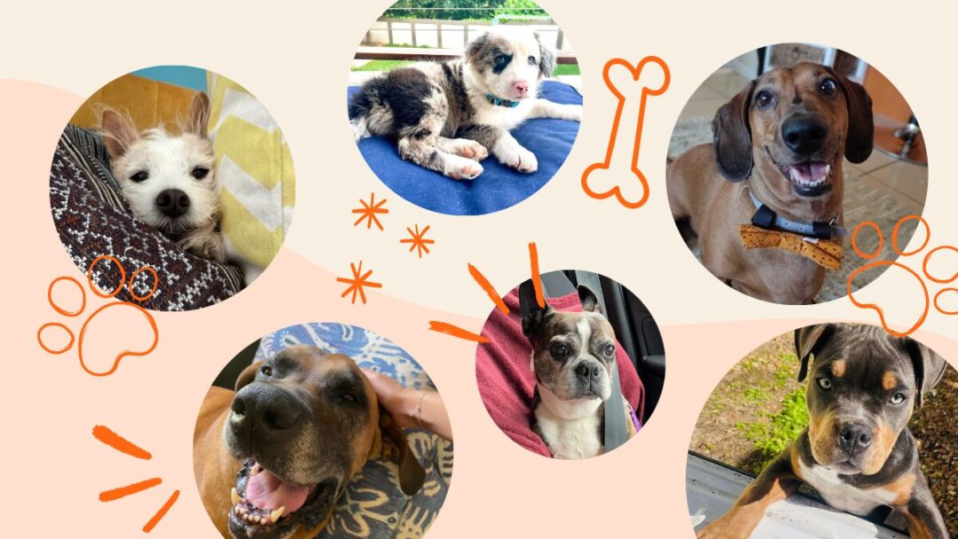 Celebrating International Dog Day with the pups of Sweepsouth