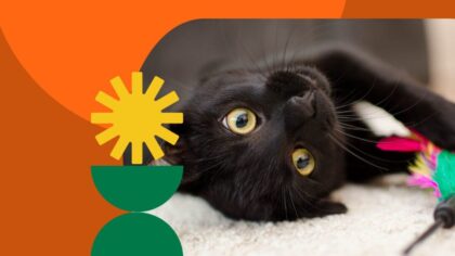best cat litter boxes