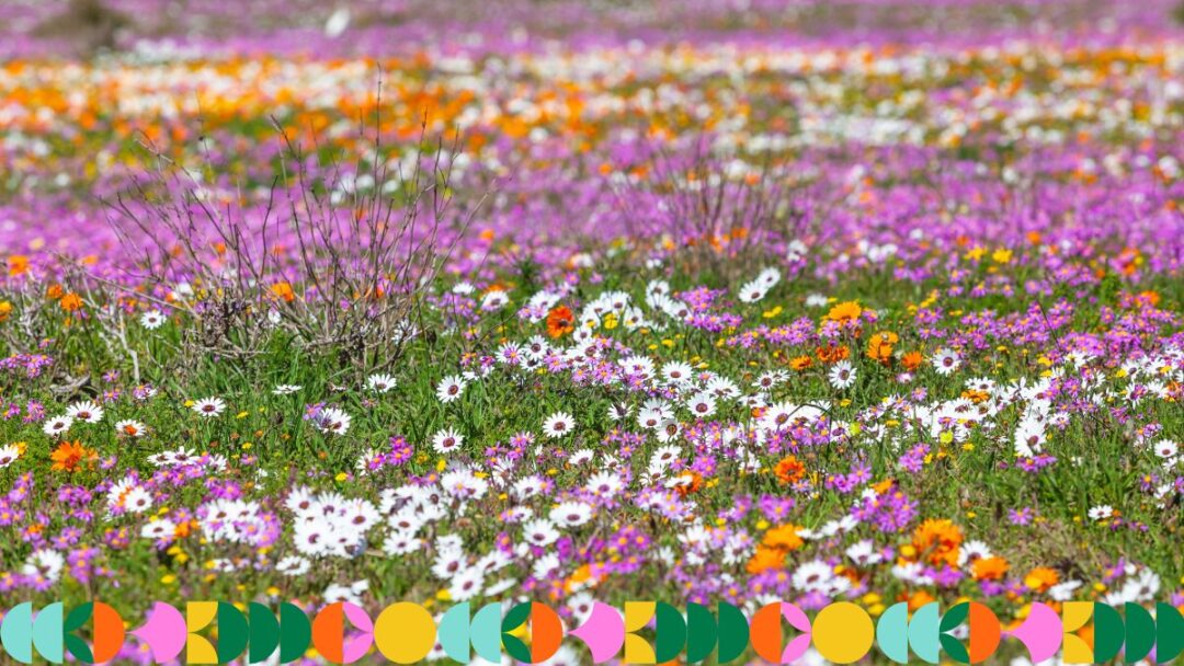Where to see the West Coast wildflowers this spring
